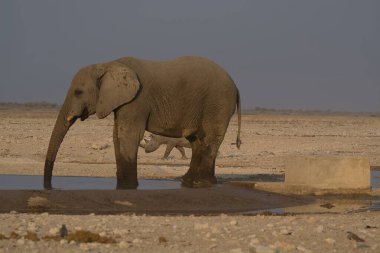 Namibya 'daki su birikintisinde fil