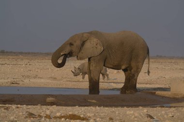 Savanadaki sudaki fil