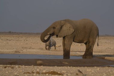 Namibya 'daki Etoşa Ulusal Parkı' ndaki su birikintisinden su içen fil.