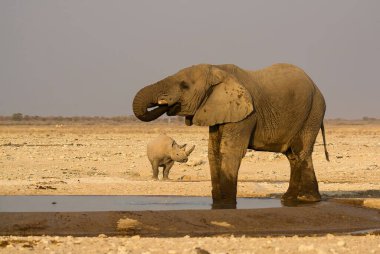 Fil Namibya etkin Milli Parkı