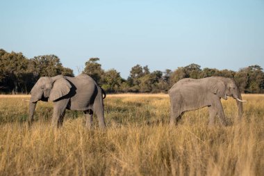 african elephants walking through the bush