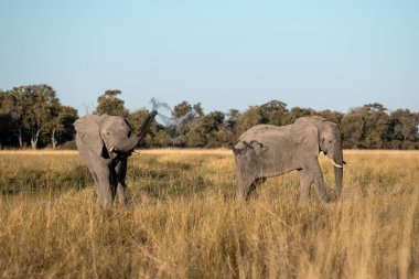 Afrika 'nın ulusal parkındaki filler Tsavo öfkesinde