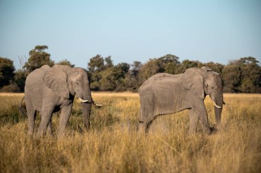 Afrika savanındaki fil, Zimbabwe 'nin bozkırında.