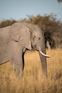 Botswana 'daki Chobe Ulusal Parkı' nda çimlerin üzerinde duran Afrika fili..