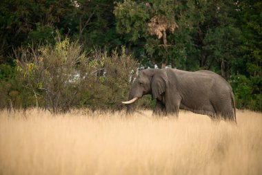 Afrika fili Kruger Ulusal Parkı, Güney Afrika