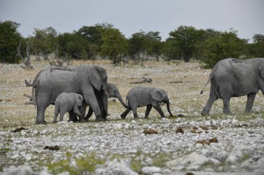 Savanadaki Afrikalı fil ailesi.