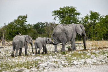 Kenya savanındaki filler