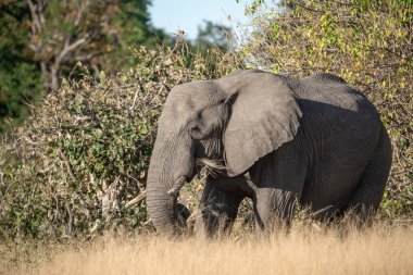 Afrika bozkırlarında vahşi bir fil, Güney Afrika