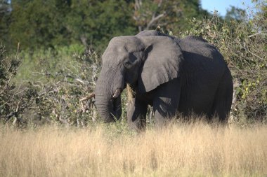 Ulusal parktaki Afrika fili