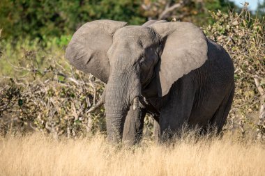 Botswana 'nın güneyindeki savanda büyük bir Afrika fili.