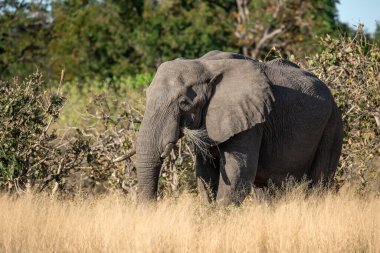 Afrika filleri Kruger Ulusal Parkı, Güney Afrika 'da yürüyor