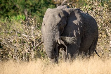 Kruger Ulusal Parkı 'ndaki fil, Güney Afrika.