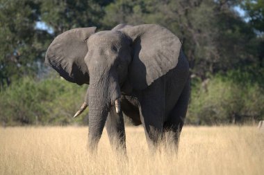 Kenya savanındaki fil