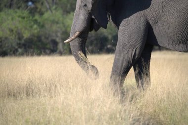 Afrika fili savanada yürüyor.