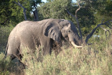 Afrika bozkırlarındaki ulusal parkta bir fil.