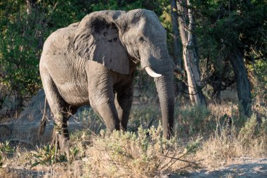 Afrika fili Kruger Ulusal Parkı, Güney Afrika