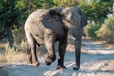 Kruger 'daki Afrika fili