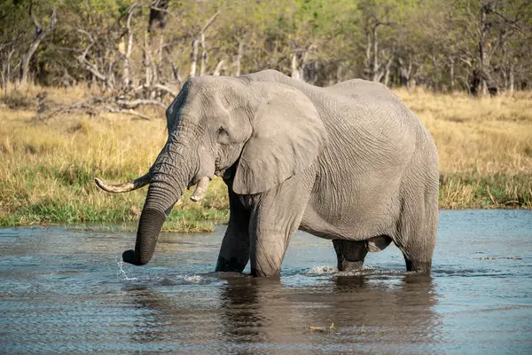 Afrika fili Kruger Ulusal Parkı, Güney Afrika