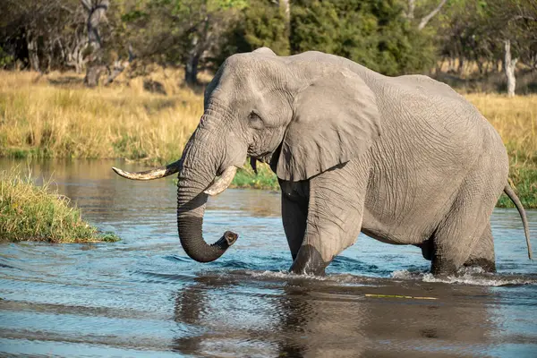 Afrika 'nın güneyindeki Kruger Park' taki nehirde fil içme suyu.