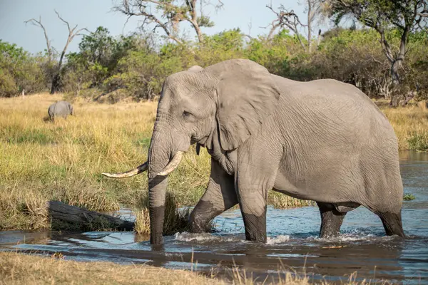 Afrika 'daki milli parktaki fil