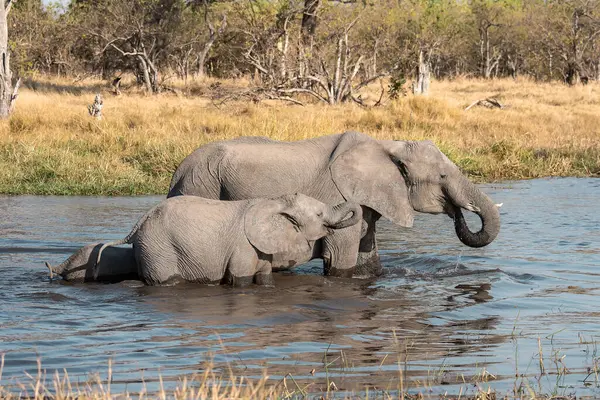 Fil ve su birikintisi, Kruger Ulusal Parkı
