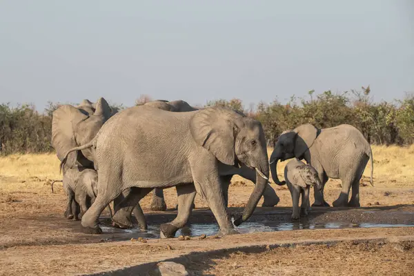 Nehirde yürüyen bir grup fil