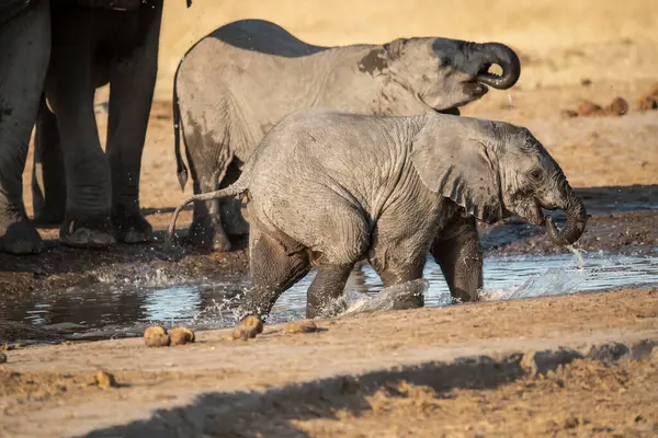 Afrika fili su birikintisindeki sudan su içiyor.
