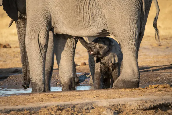 Afrika fili ve bebek su birikintisinde.