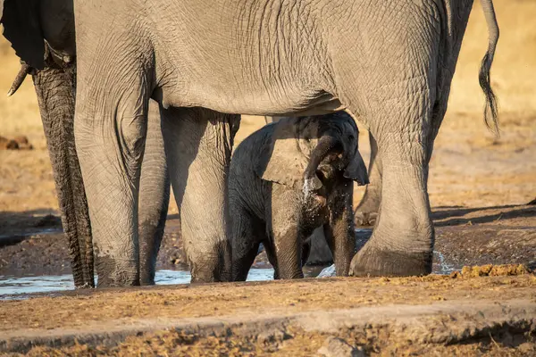Afrika fili nehir çukurunda su içiyor.