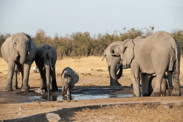 Afrika çalı fili su birikintisinde