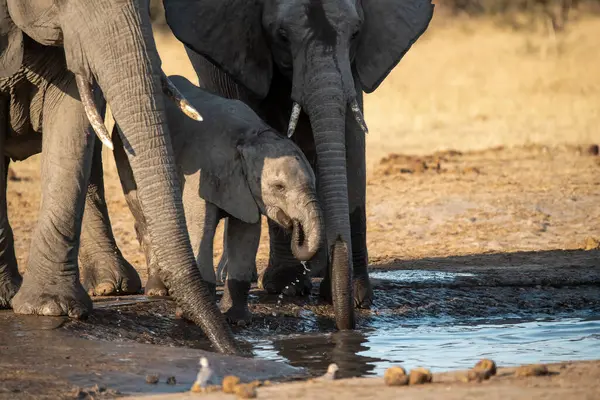 Afrika filleri içme suyu