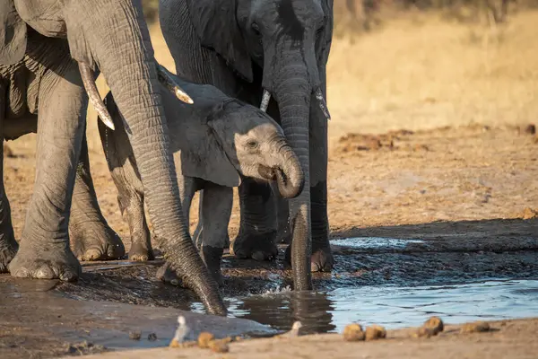 Botswana, Afrika 'nın güneyindeki Afrika savanasında sudan su içen bir grup fil.