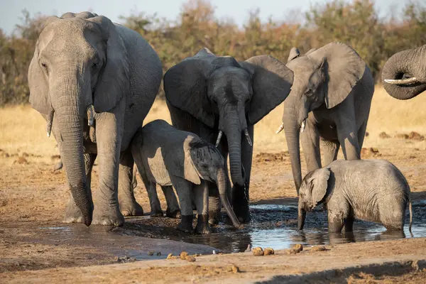 Sudaki delikten su içen bir fil.