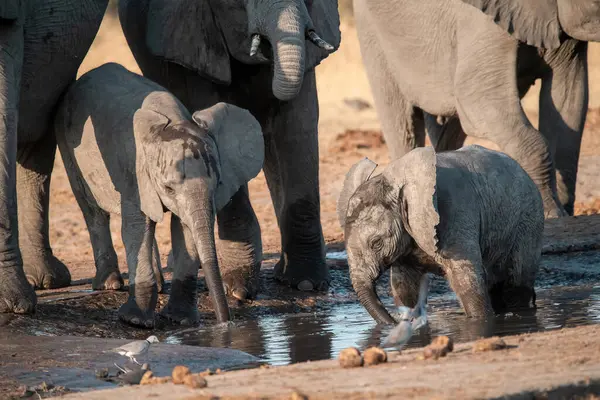 Afrika fili çukurdaki delikten su içiyor.