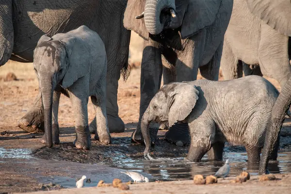 Su birikintisindeki sudan su içen fil.