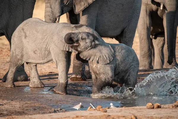 Çamurdaki delikten suyla dolu bir fil