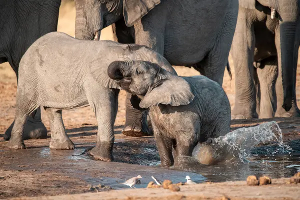 ziyarette200 Afrika fili