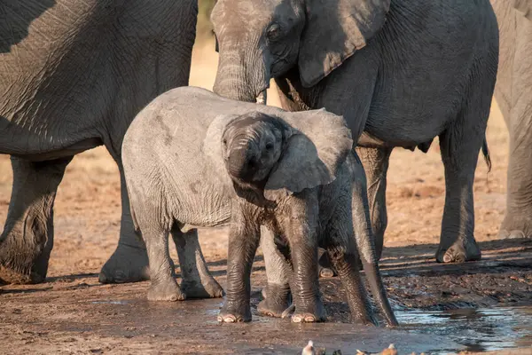 Güney Afrika 'daki Kruger Park' ında bir anne ve bebek fil.