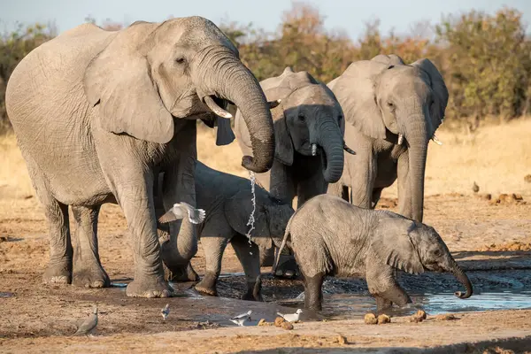 Afrika fili su birikintisinde