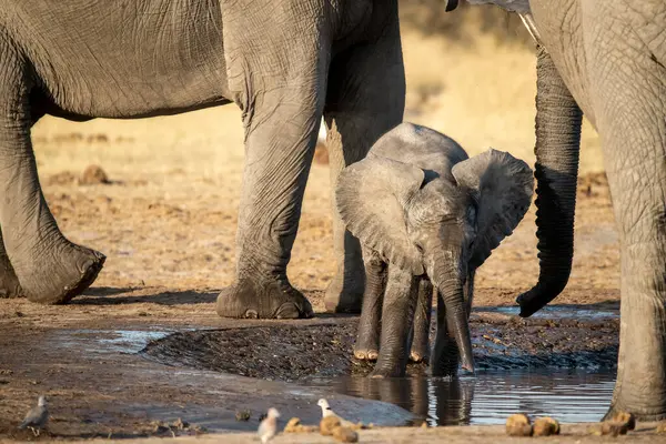 Namibya 'daki Etoşa Ulusal Parkı' ndaki su birikintisindeki su birikintisinden su içen bir fil..