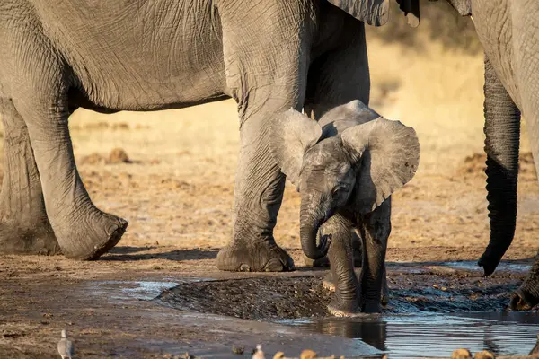 Namibya 'daki Etoşa Ulusal Parkı' nda bir delikte su içen bir fil..