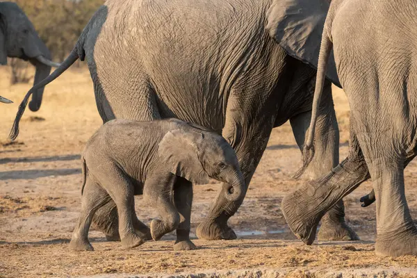 Afrika çalı fili, loxodonta africana, Chobe Chobe Botswana 'da bir su birikintisinde bebeğiyle yürüyen genç yetişkin bir anne.
