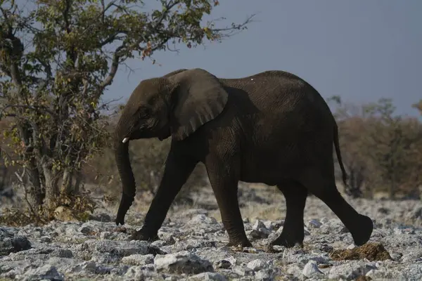 Büyük Afrika fili (loxodonta africana) kuru çalıların arasında yürüyor