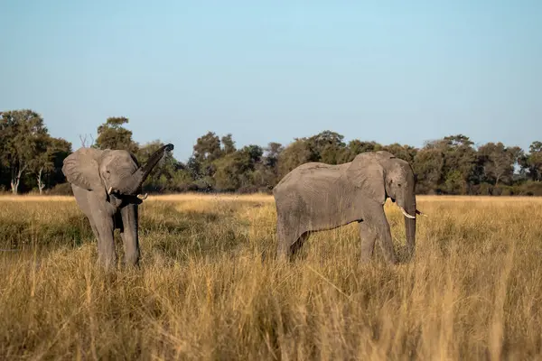 Afrika fili vahşi, Kruger Ulusal Parkı, Güney Afrika