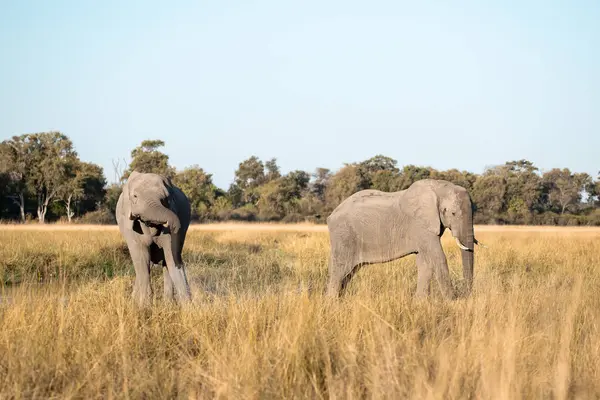 Güney Afrika Kruger Ulusal Parkı 'ndaki Afrika filleri.