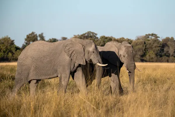Savanada iki Afrika fili