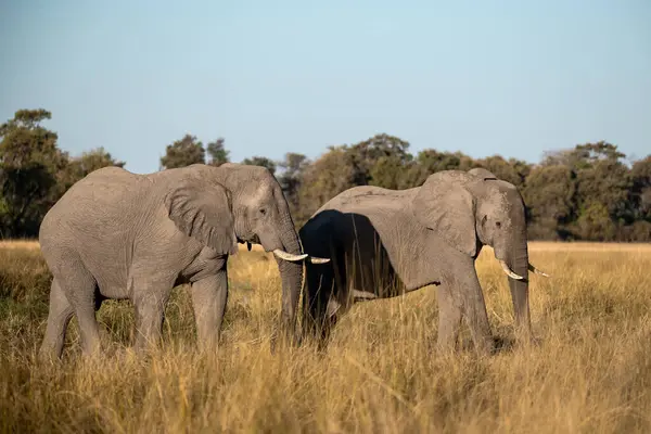 Kenya, ulusal parkta iki fil
