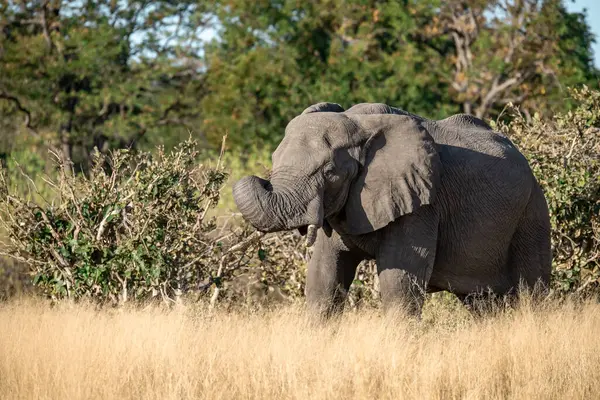 Afrika fili (xodonana africana), Chobe Ulusal Parkı, Botswana