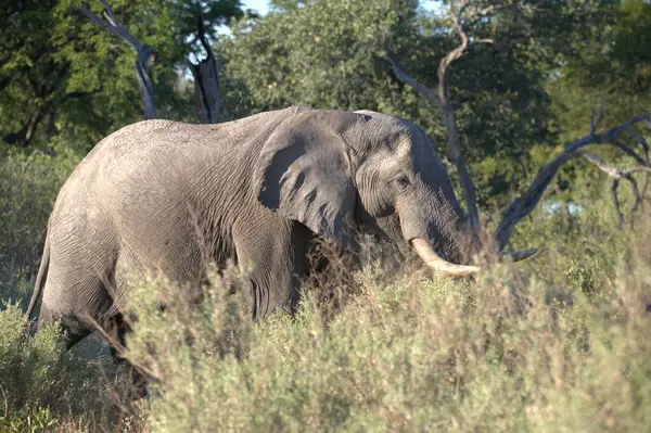 Afrika bozkırlarındaki ulusal parkta bir fil.