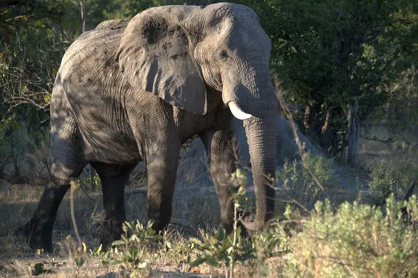 Afrika fili (Loxodonta africana )